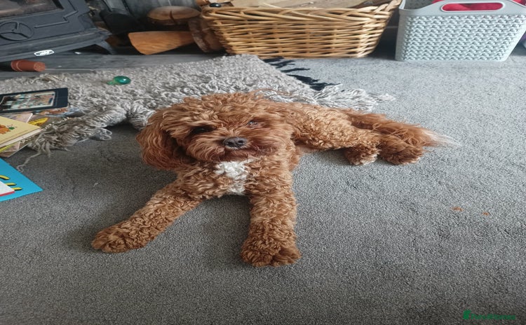 Cavapoo dogs - Advert 6