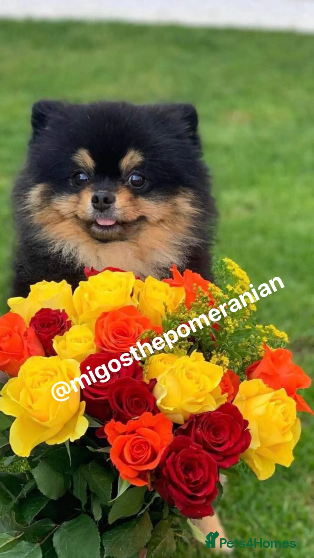 Pomeranian dogs for stud: Exceptional Proven Stud With 23 Champions in Ebbw Vale - Advert 14