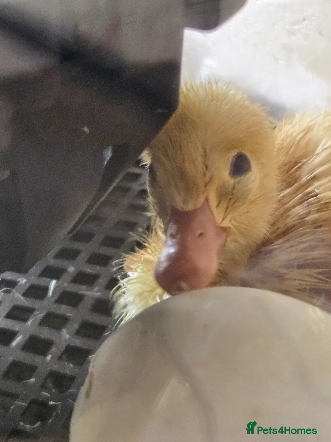 Ducks poultry for sale: Cherry Valley Ducklings - Advert 2