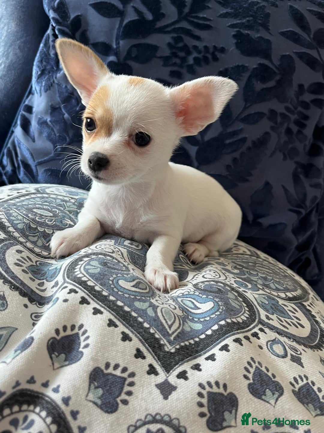 Chihuahua dogs for sale: 2 beautiful girl pups for sale  - Image 6