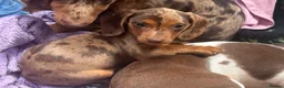 Dachshund dogs for sale: Stunning kc reg miniature dachshunds  - Advert 3
