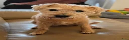 Mixed Breed dogs for sale: Sky for rehome - Advert 1