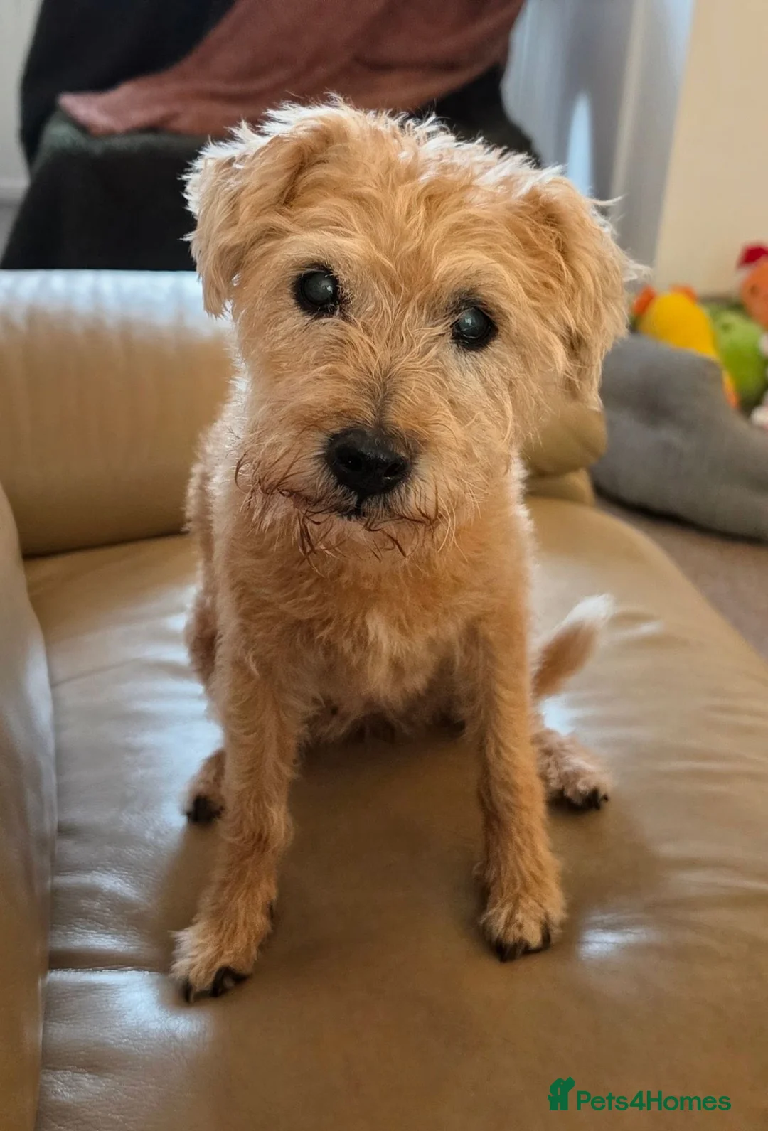 Mixed Breed dogs for sale: Sky for rehome - Advert 1