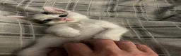 Mixed Breed cats for sale: Beautiful kittens for sale ready for collection - Advert 7