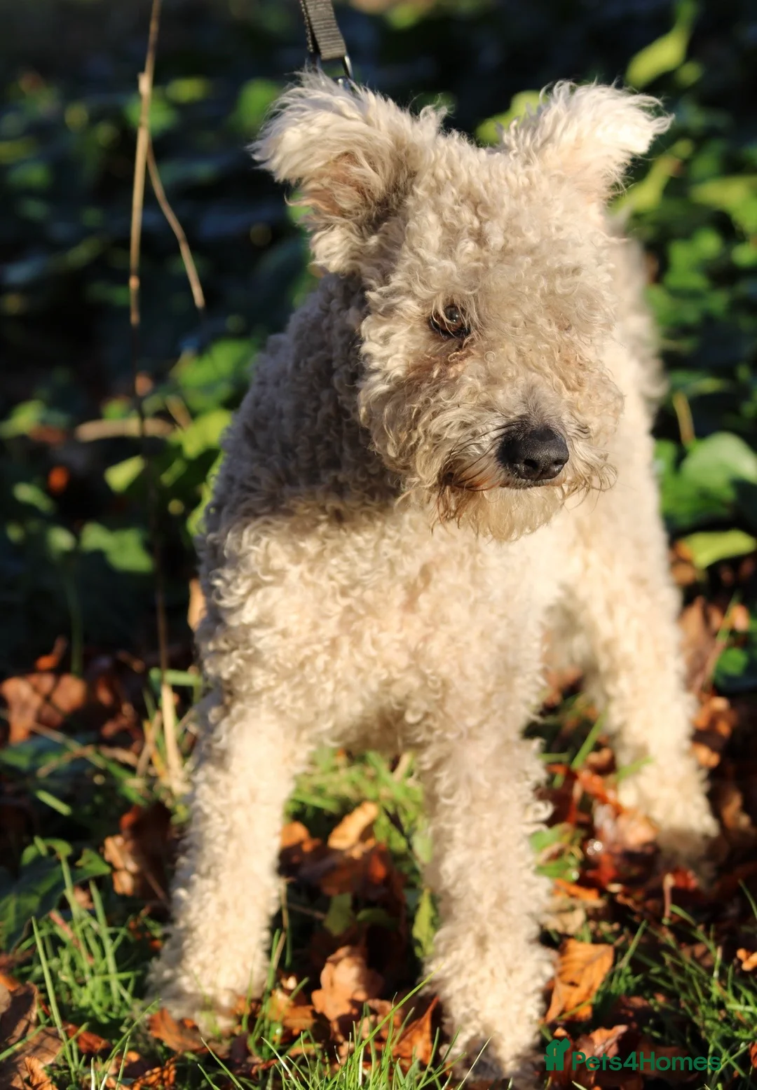 Hungarian Pumi dogs for sale: 3Pumi Looking for Loving home - price for all  - Advert 5