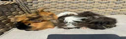 Guinea Pig rodents for sale: 1 left. Pretty baby long haired female guinea pig. - Advert 6