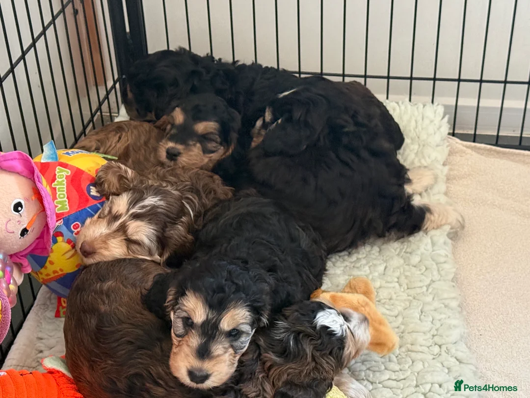 Cockapoo dogs for sale: 5* Licensed Breeder - F1 Cockapoo Puppies - Advert 1