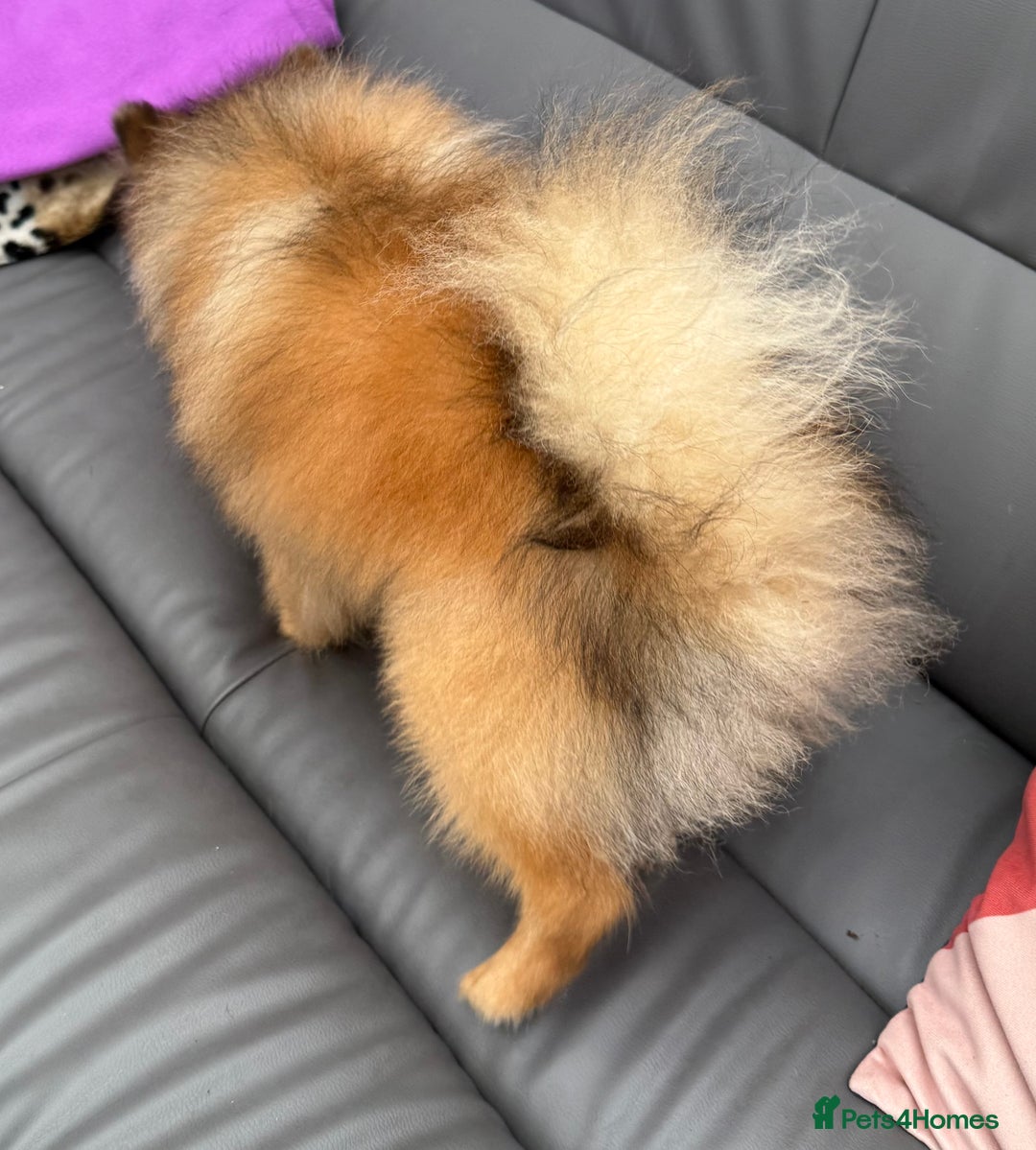 Pomeranian dogs for sale: Very fluffy Orange Sable Pomeranian boy  - Advert 19