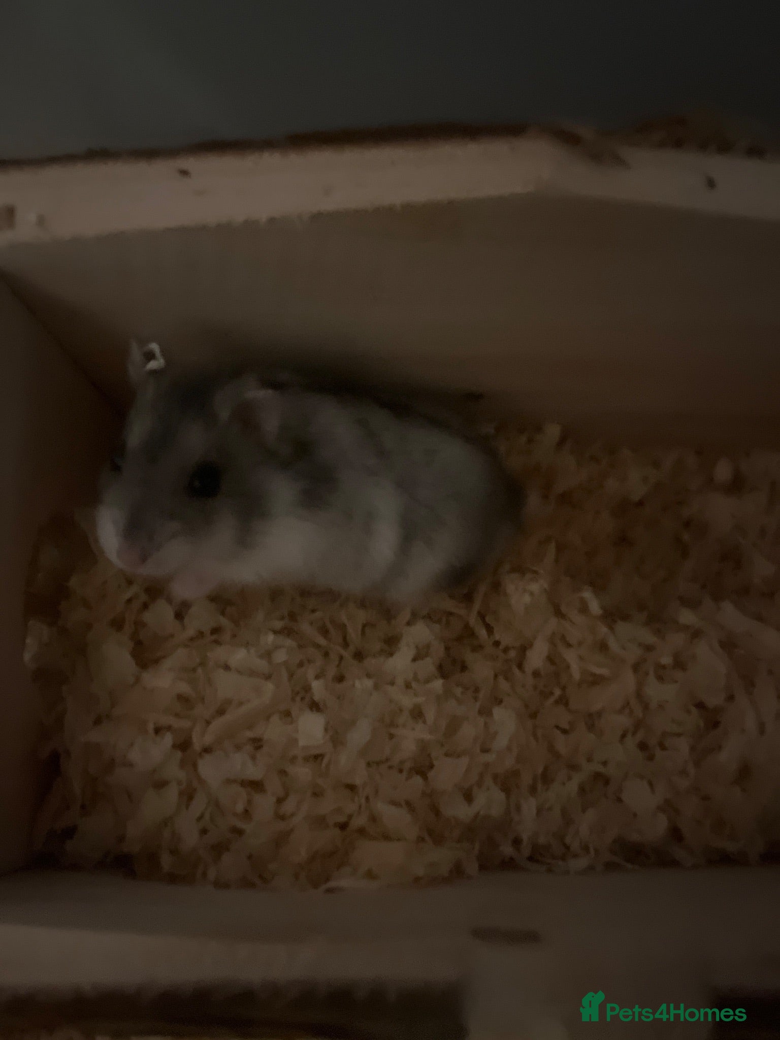 Hamster rodents Dwarf hamster  - Advert 4