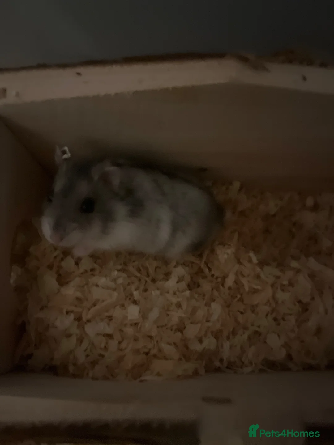 Hamster rodents for sale: Dwarf hamster  - Advert 1