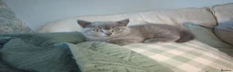 British Shorthair cats for sale: British shorthair kittens females  - Advert 7