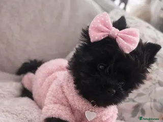 Yorkshire Terrier dogs Mini Black Yorkshire terriers puppies - Advert 11