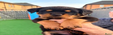 Rottweiler 7