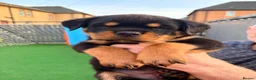Rottweiler dogs for sale: 7 amazing rottweiler pups - Advert 10