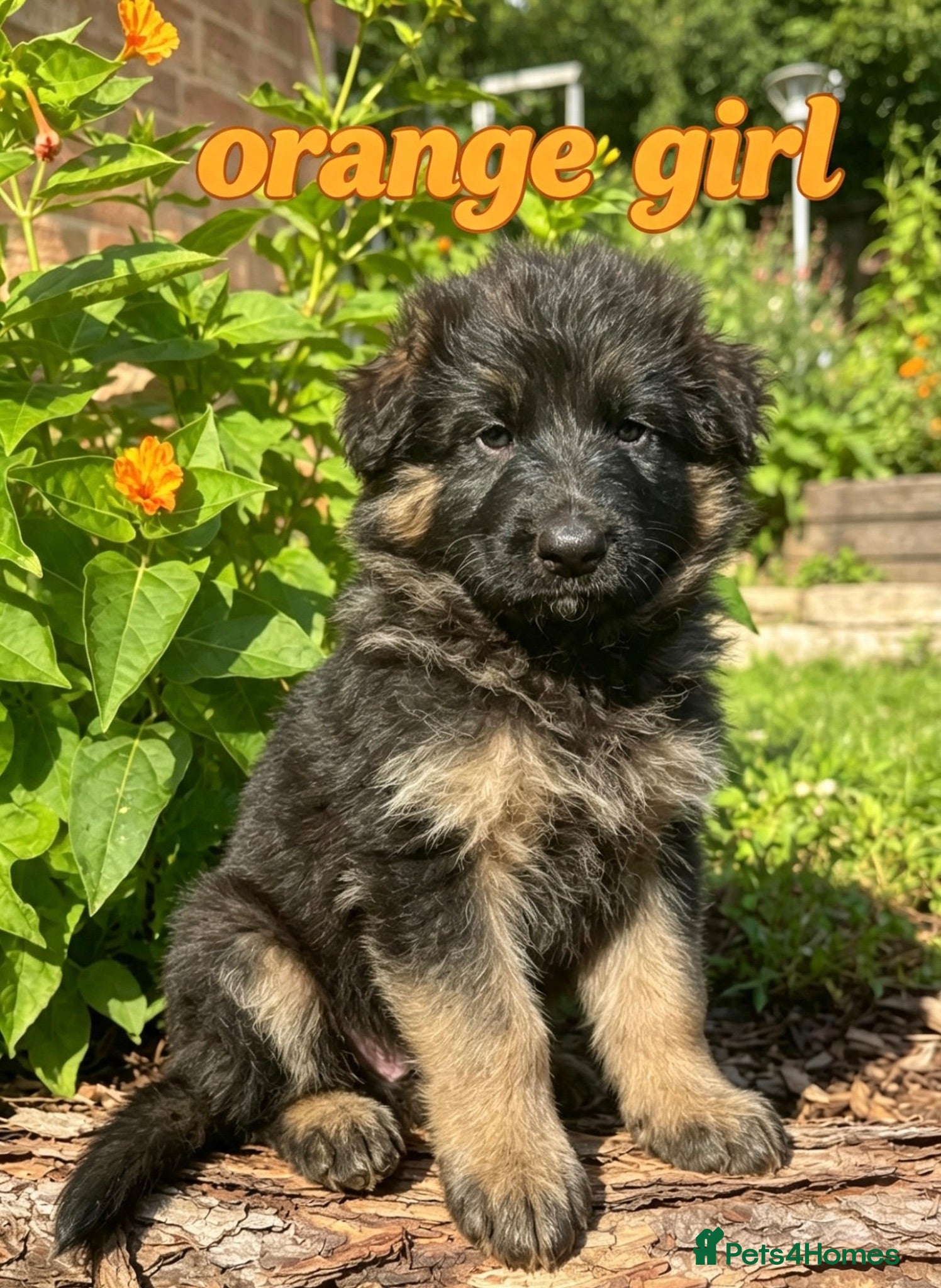 German Shepherd dogs Stunning GSD puppies for sale  - Advert 18