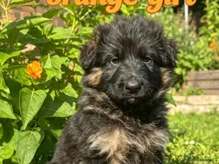 German Shepherd dogs Stunning GSD puppies for sale - Advert 1
