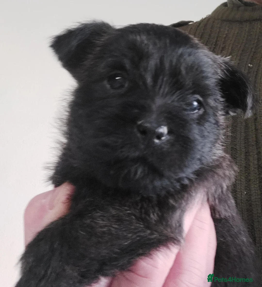 Cairn Terrier dogs for sale: Cairn Terrier Pups  - Advert 5