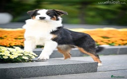 Australian Shepherd dogs for sale: Australian shepherd  - Image 8