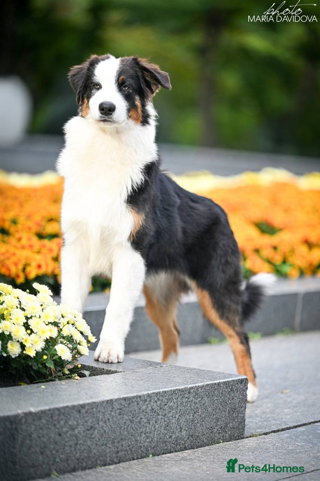 Australian Shepherd dogs for sale: Australian shepherd  - Image 8