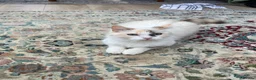 Ragdoll cats for sale: Mink & traditional ragdoll kittens  - Advert 6
