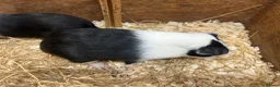 Guinea Pig rodents for sale: Young Male / boar guinea pigs  - Advert 11