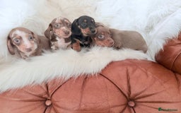 Miniature Dachshund dogs for sale: Stunning Litter of Miniature Dachshund Pups  - Image 17
