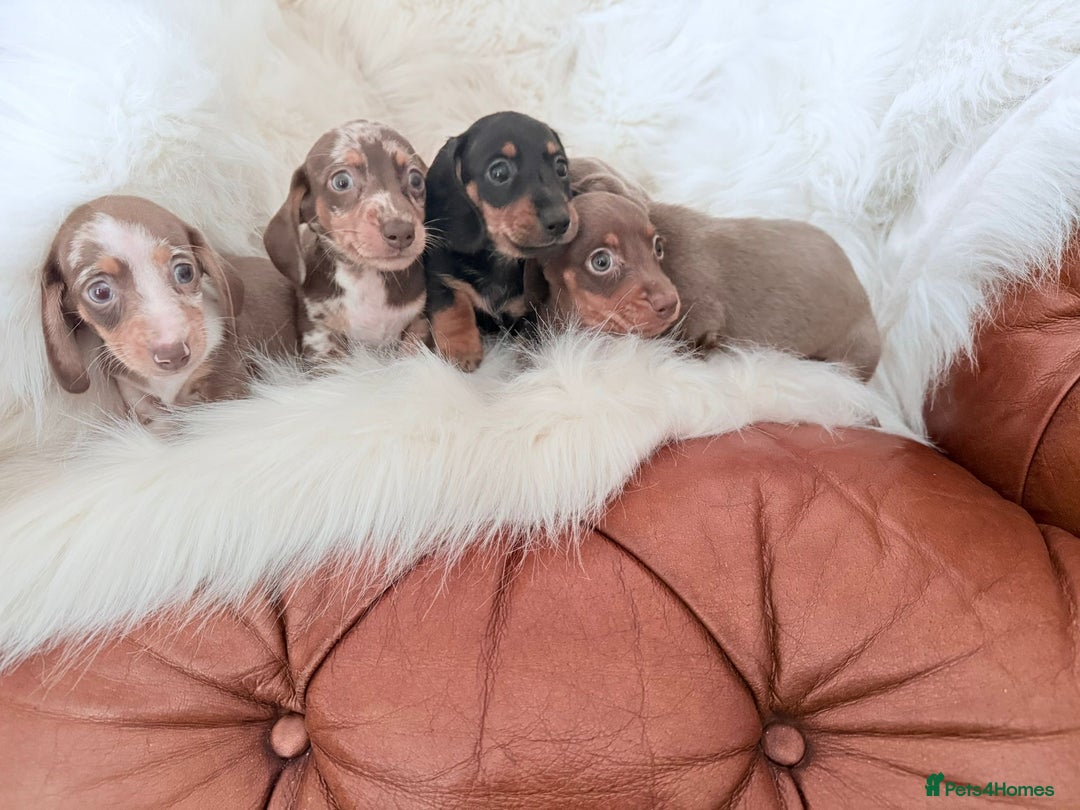 Miniature Dachshund dogs for sale: Stunning Litter of Miniature Dachshund Pups  - Image 17