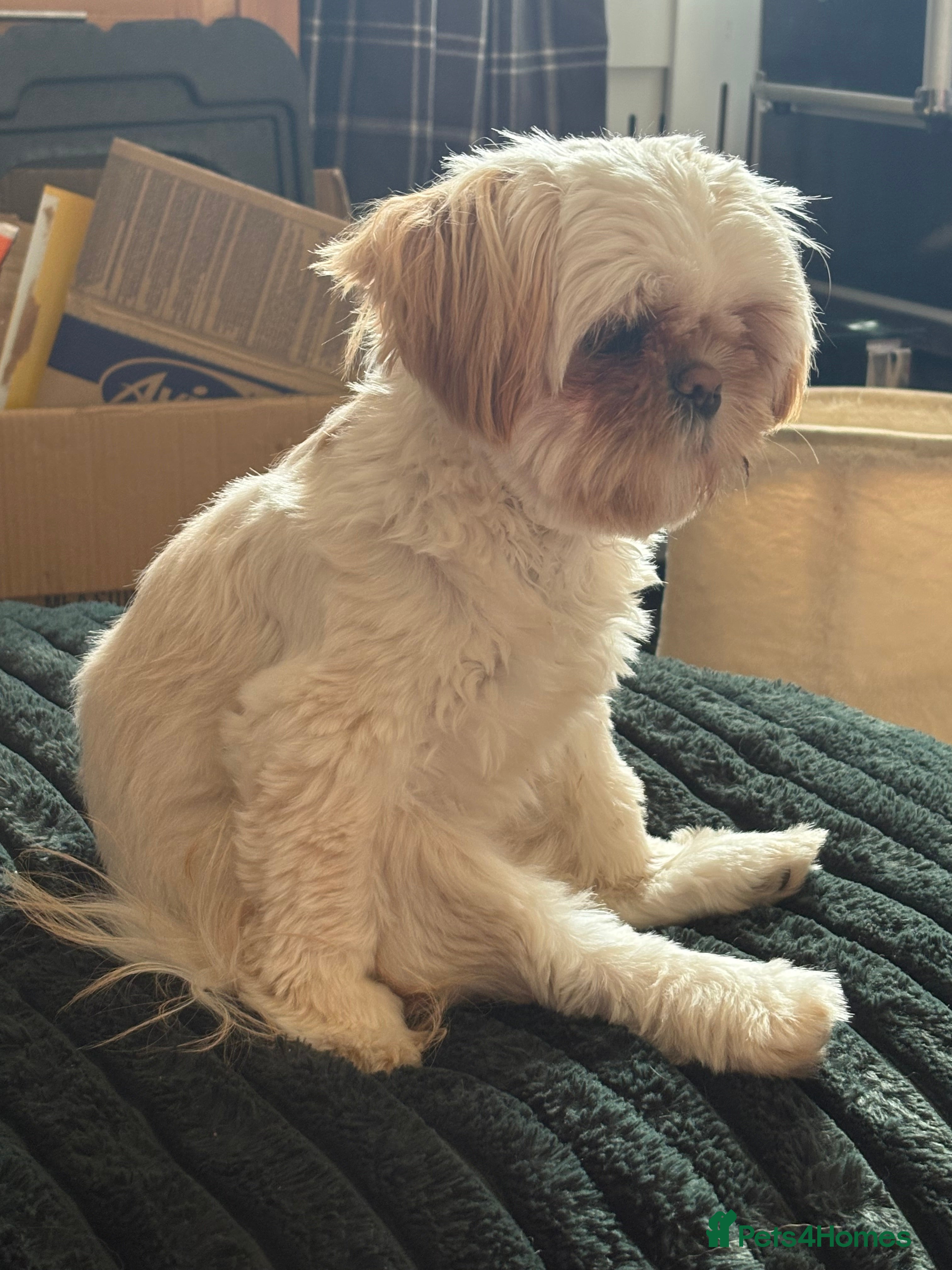 Shih Tzu dogs Male Shizu  - Advert 3