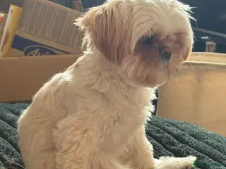 Shih Tzu dogs Male Shizu - Advert 2