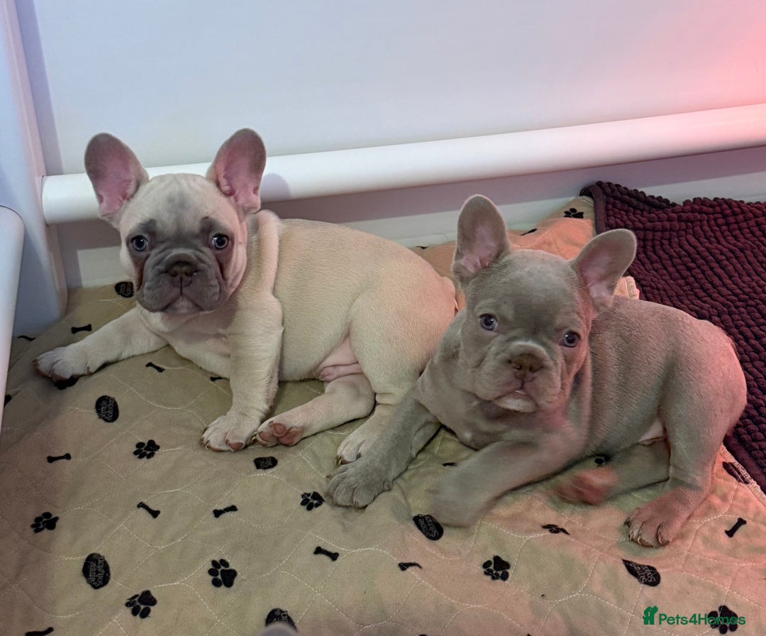French Bulldog dogs for sale: French Bulldog Puppies  - Advert 19