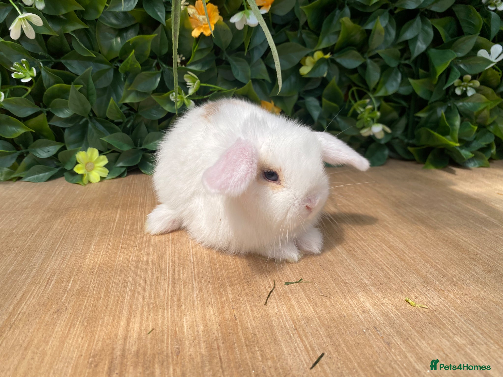 Mini Lop rabbits Mini lops ( Est since 2014 ) - Advert 3