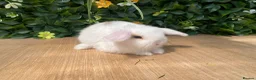 Mini Lop rabbits for sale: Mini lops ready to reserve  - Advert 1