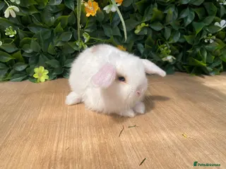 Mini Lop rabbits Mini lops ( Est since 2014 ) - Advert 17