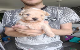 Maltipoo dogs for sale: F1B Toy Maltipoo  - Image 10