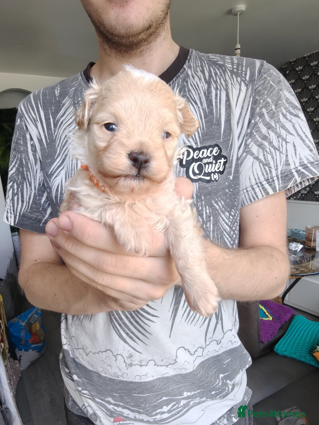 Maltipoo dogs for sale: F1B Toy Maltipoo  - Image 10