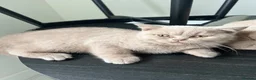 British Shorthair cats for sale: Chocolate and lilac British short hair kittens in Aylesford - Advert 12