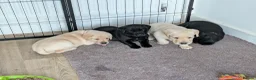 Labrador Retriever dogs for sale: Yellow and black Labrador puppies  in Cambridge - Advert 2