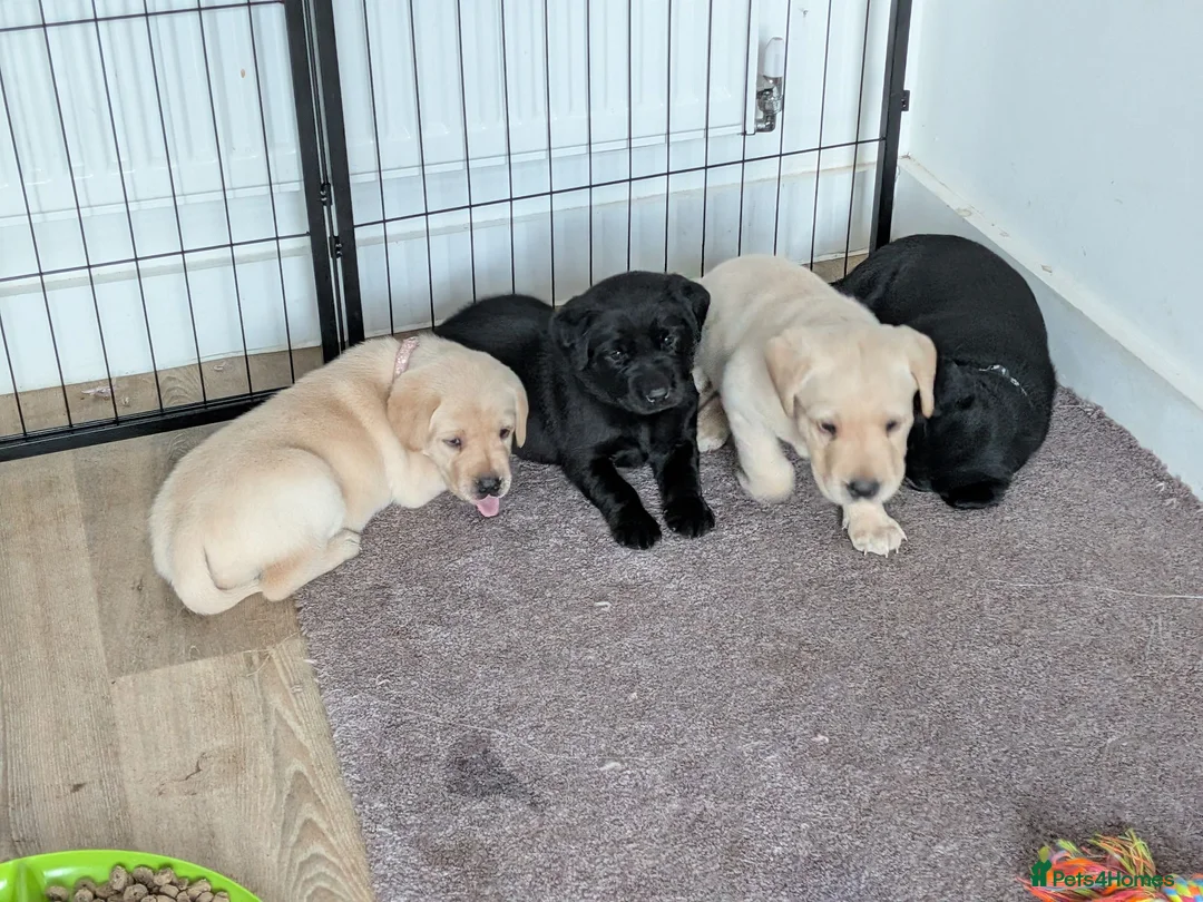 Labrador Retriever dogs for sale: Yellow and black Labrador puppies  in Cambridge - Advert 2