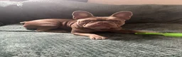 French Bulldog dogs for sale: Female frenchie  - Advert 3