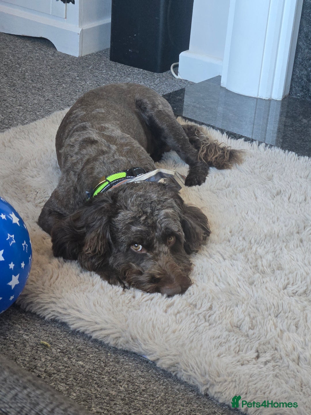 Cockapoo dogs for sale: Cockerpoo Fully Trained - Image 3