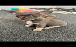 Chihuahua dogs for stud: Proven Lilac KC registered chihuahua for stud  in Liverpool - Image 14