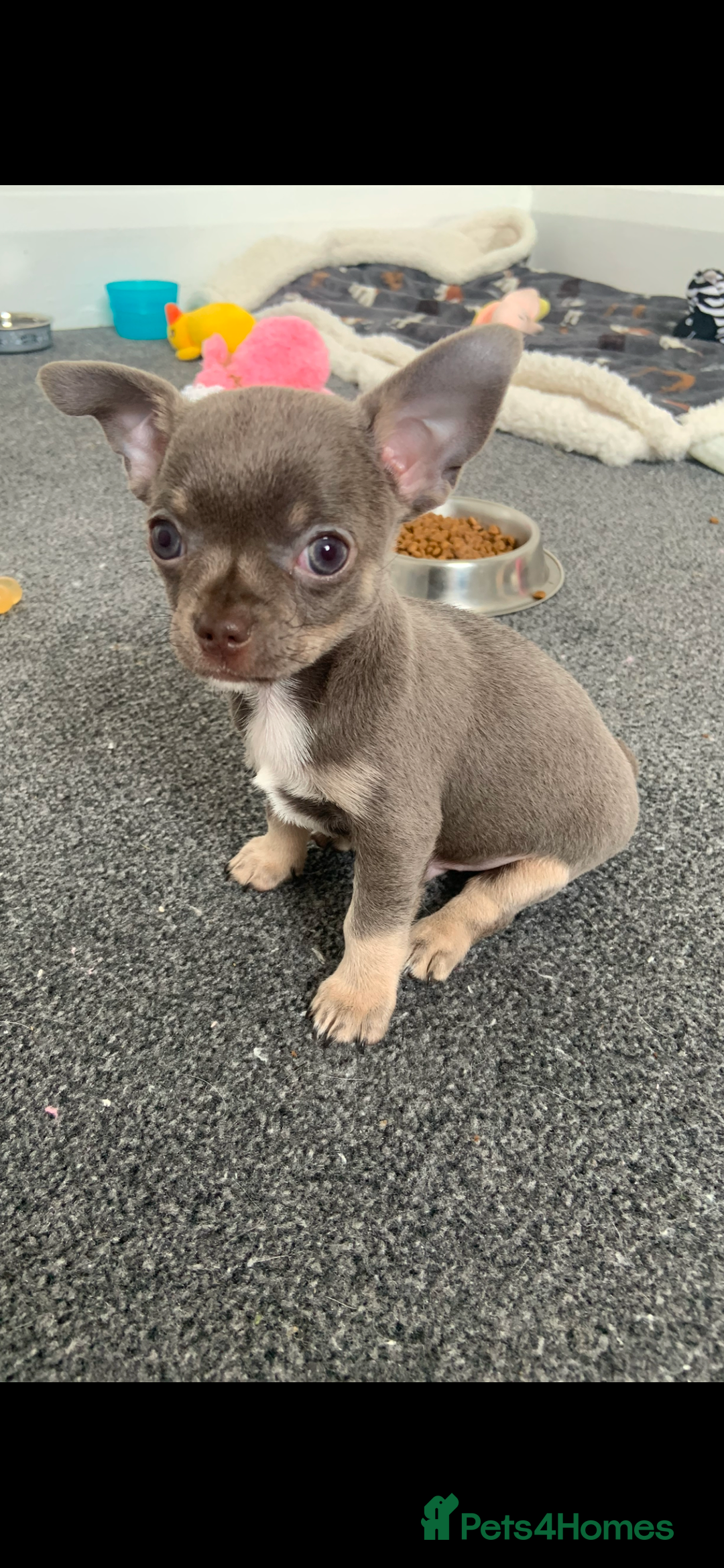 Chihuahua dogs for stud: Proven Lilac KC registered chihuahua for stud  in Liverpool - Image 14