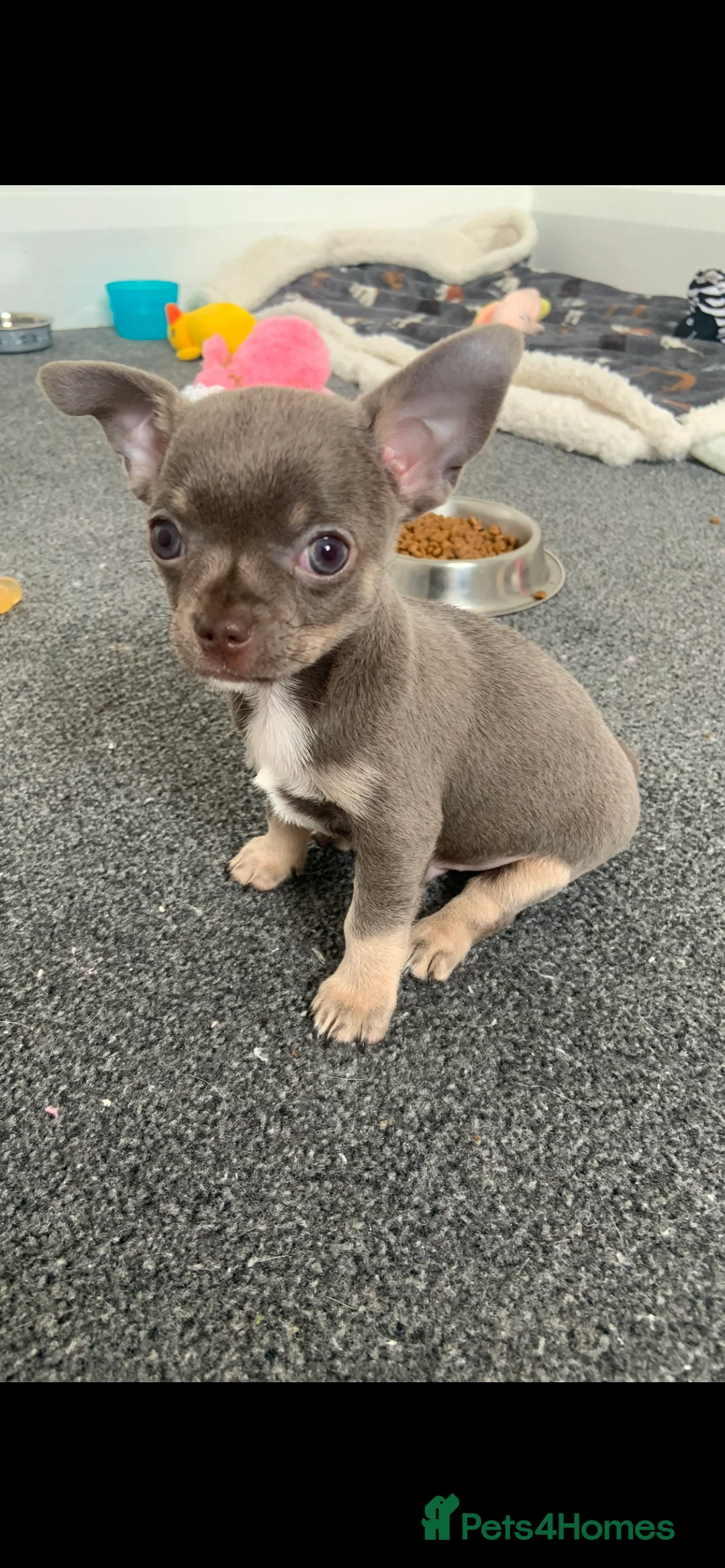 Chihuahua dogs for stud: Proven Lilac KC registered chihuahua for stud  in Liverpool - Advert 16
