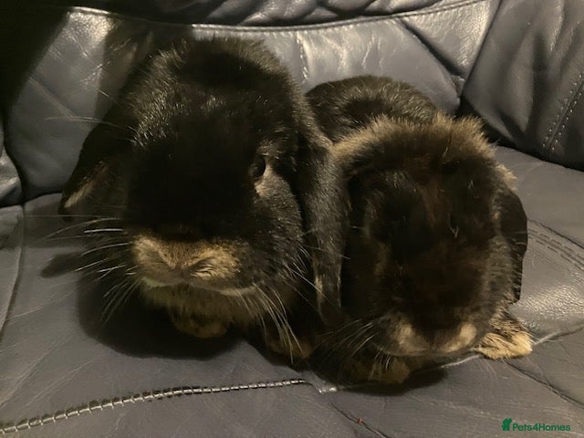 Mini Lop rabbits Mini lop “Otter” bunnies - Advert 12