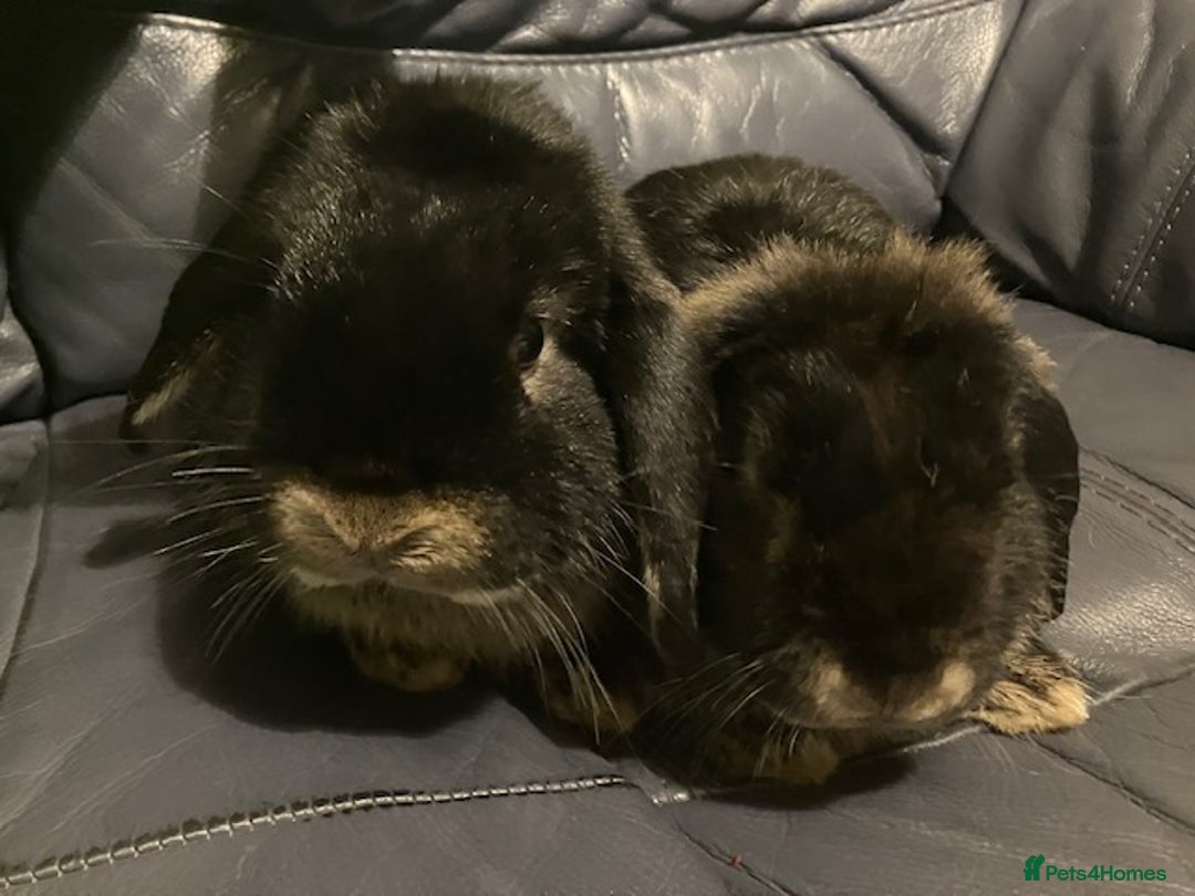 Mini Lop rabbits for sale: Mini lop “Otter” bunnies - Advert 1