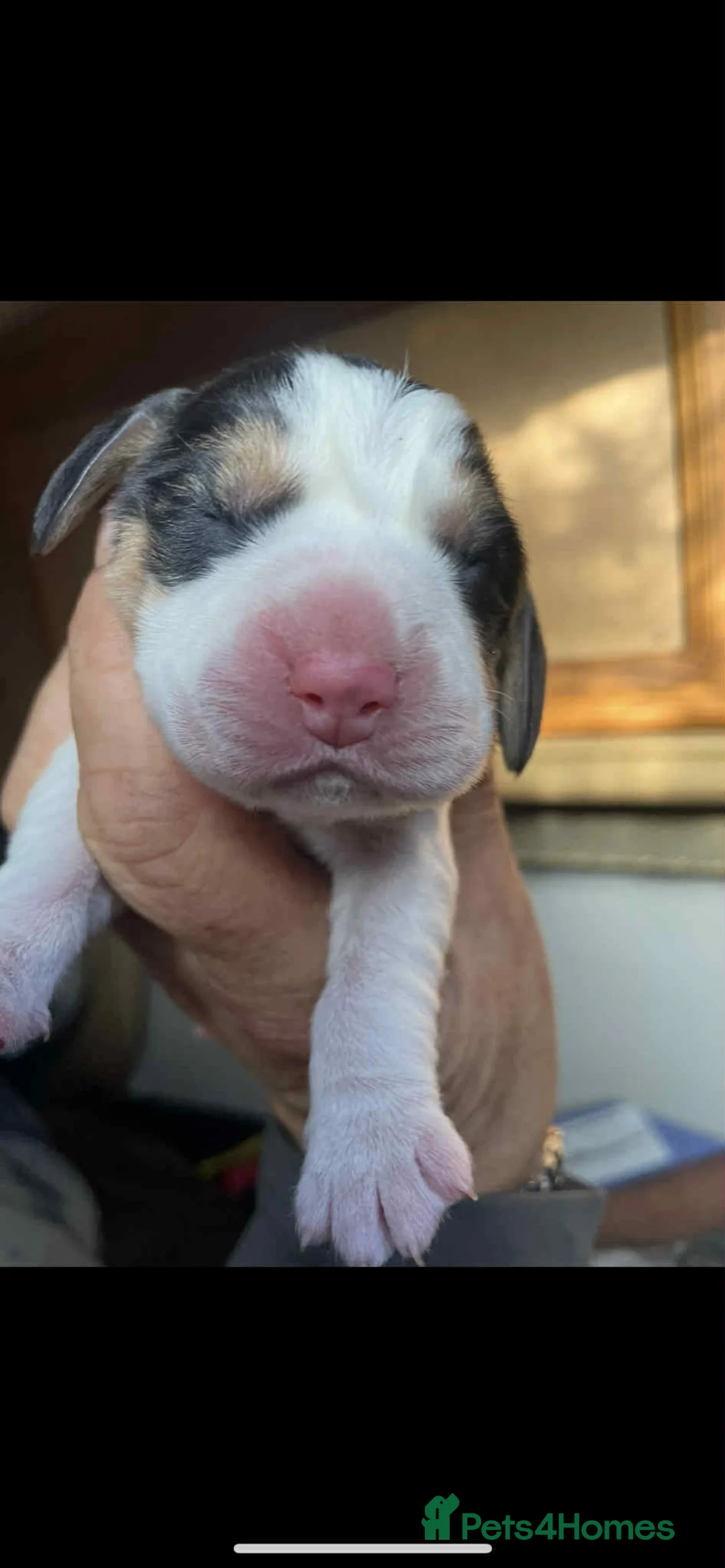 Beagle dogs for sale: kc reg beautiful beagle pups dec - Advert 6