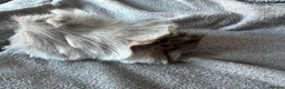 Guinea Pig rodents for sale: Baby Funky Guinea Pigs  in Lincoln - Advert 3