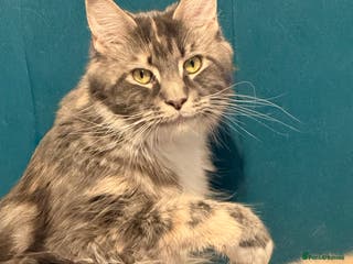 Ragcoon cats Beautiful Ragcoon kittens - Advert 6