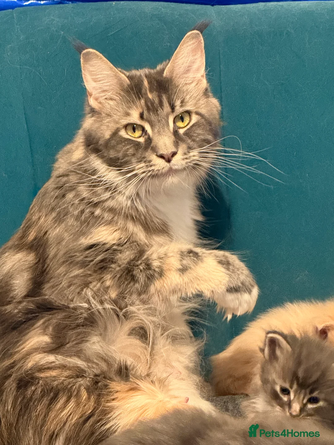 Ragcoon cats for sale: Beautiful Ragcoon kittens - Advert 1