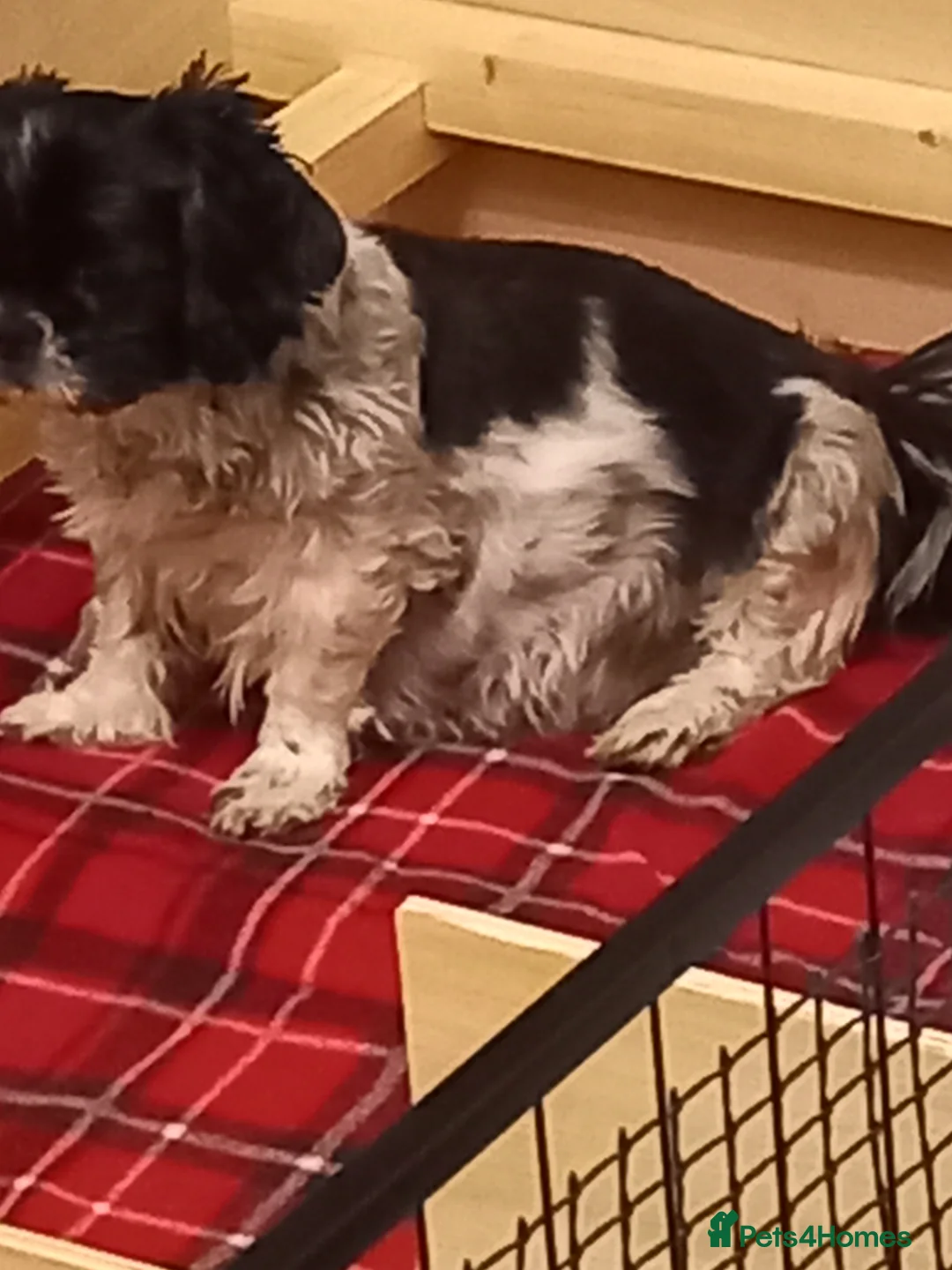 Mixed Breed dogs for sale: Shih tzu Cross chihuahua  - Advert 15